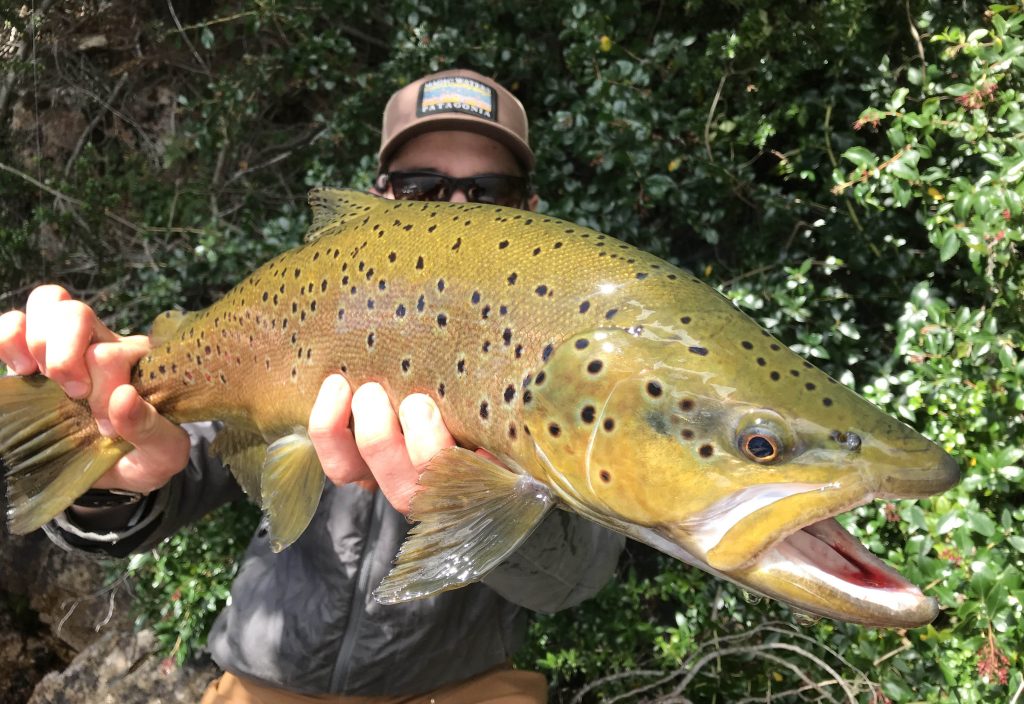 Guide Ben Kittell holding a big spotted brown trout
