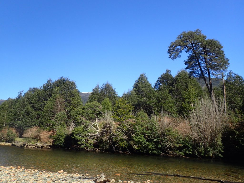 Angler wading the Río Bongo